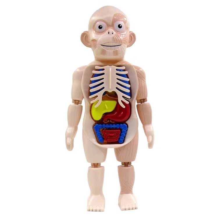 Children's Enlightenment Science And Education Human Organ Model Assembly Toy - Image 3
