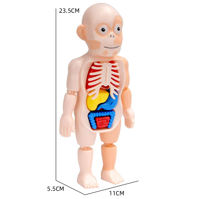 Children's Enlightenment Science And Education Human Organ Model Assembly Toy - Image 4