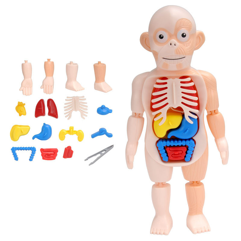 Children's Enlightenment Science And Education Human Organ Model Assembly Toy - Image 5