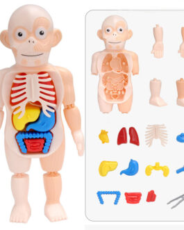 Children's Enlightenment Science And Education Human Organ Model Assembly Toy
