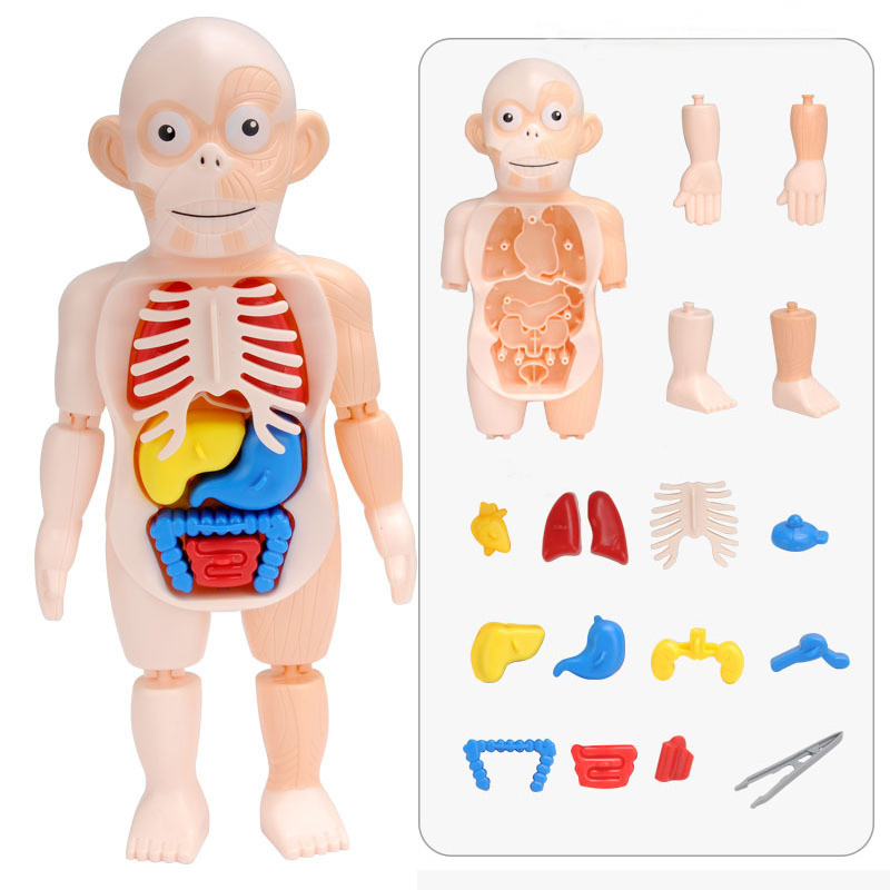Children's Enlightenment Science And Education Human Organ Model Assembly Toy